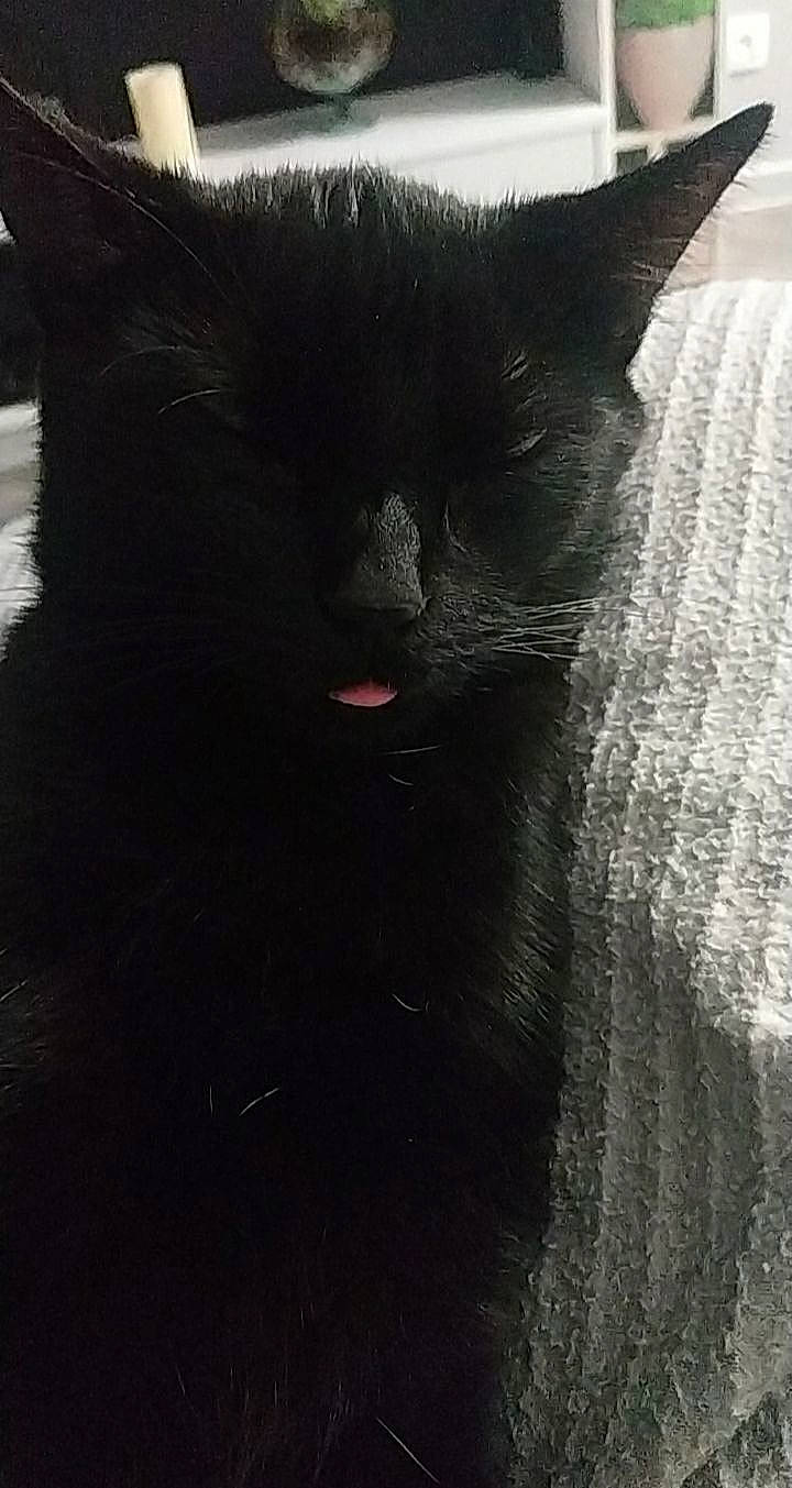 Odin participe au concours pour gagner de l'argent avec cette photo : black, black_and_white, black_cat, bombay, carnivore, cat, domestic_short_haired_cat, felidae, fur, kitten, sky, small_to_medium_sized_cats, snout, tail, whiskers