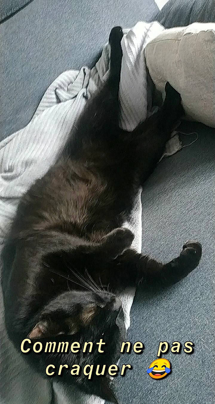 Odin a rejoint le concours — aidez-le/la à gagner de superbes lots ! black_cat, carnivore, cat, claw, domestic_short_haired_cat, felidae, korat, photo_caption, russian_blue, small_to_medium_sized_cats, snout, tail, whiskers