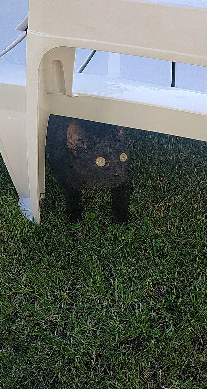 Odin a rejoint le concours — aidez-le/la à gagner de superbes lots ! black_cat, carnivore, cat, felidae, grass, plant, small_to_medium_sized_cats, whiskers