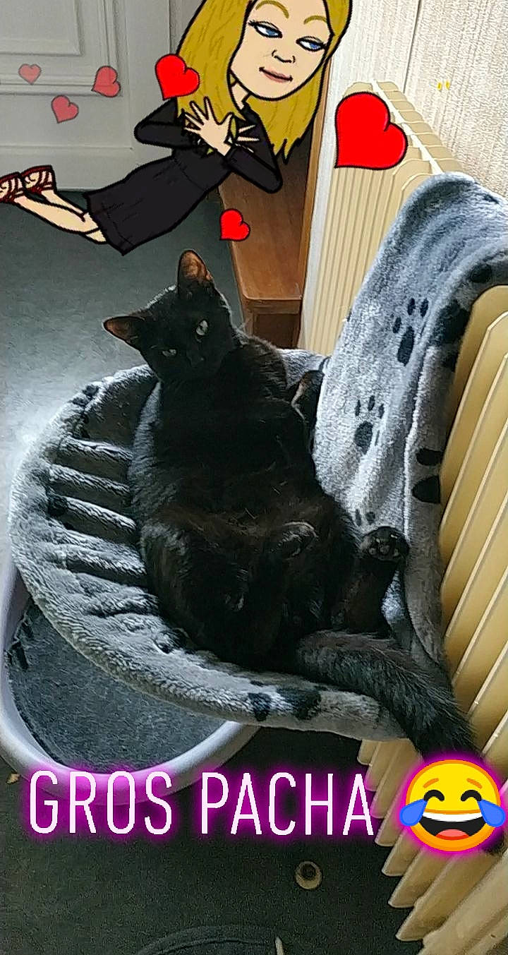 Odin a rejoint le concours — aidez-le/la à gagner de superbes lots ! black_cat, carnivore, cat, domestic_short_haired_cat, felidae, photo_caption, small_to_medium_sized_cats, whiskers