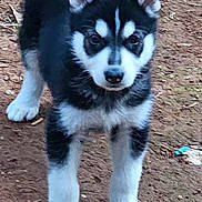 Thunder is registered to the contest to win money with this photo: puppy, dog, siberian_husky, black_and_white, fluffy, standing, outdoors, dirt, ground, portrait, animal, pet, ears, paws, fur, facial_markings, blue_eyes, young_dog, phone_screenshot, nature