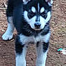 puppy, dog, siberian_husky, black_and_white, fluffy, standing, outdoors, dirt, ground, portrait, animal, pet, ears, paws, fur, facial_markings, blue_eyes, young_dog, phone_screenshot, nature