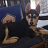 Thunder joined the competition — help win amazing prizes! dog, puppy, black_and_tan, pointy_ears, sitting, lying_down, pet, collar, leash, chair, cushion, pillow, indoor, window, sunlight, patio, outdoor_view, portrait, cute, animal