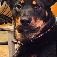 Tater joined the competition — help win amazing prizes! black_and_tan, canine, carpet, chair, close_up, collar, dog, ears, expressive, eyes, face, fur, furniture, home, indoors, living_room, looking_at_camera, nose, pet, portrait