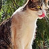 Cleo joined the competition — help win amazing prizes! cat, calico_cat, animal, pet, feline, tongue, blep, whiskers, yellow_eyes, standing, outdoors, forest, trees, nature, sunlight, fur, white_fur, brown_fur, portrait, close_up