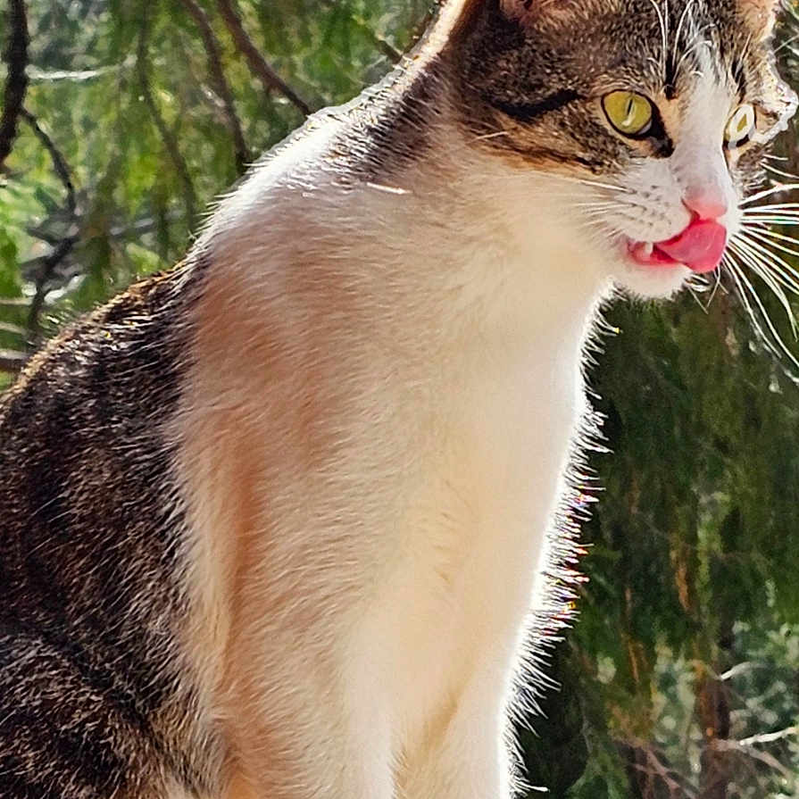 Cleo