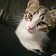 Cleo joined the competition — help win amazing prizes! cat, tabby_cat, white_fur, pet, feline, animal, portrait, close_up, head_tilt, green_eyes, whiskers, pink_nose, pointed_ears, short_hair, sitting, lounging, couch, cushion, indoors, photography