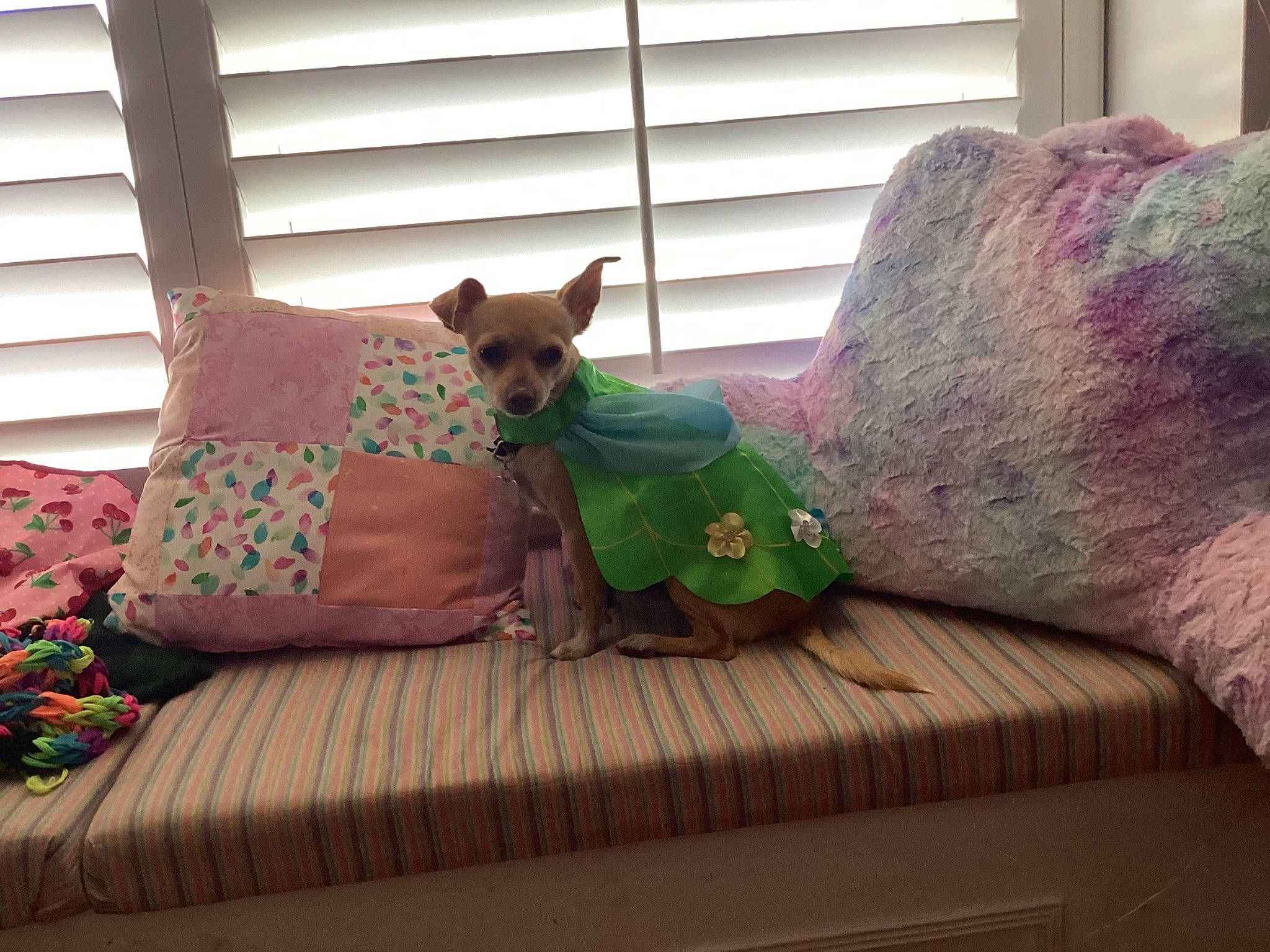 Hermione is registered to the contest to win money with this photo: carnivore, comfort, companion_dog, couch, dog, dog_breed, dog_supply, fawn, flooring, furniture, grass, hardwood, living_room, outdoor_furniture, pillow, purple, studio_couch, window, window_blind, wood