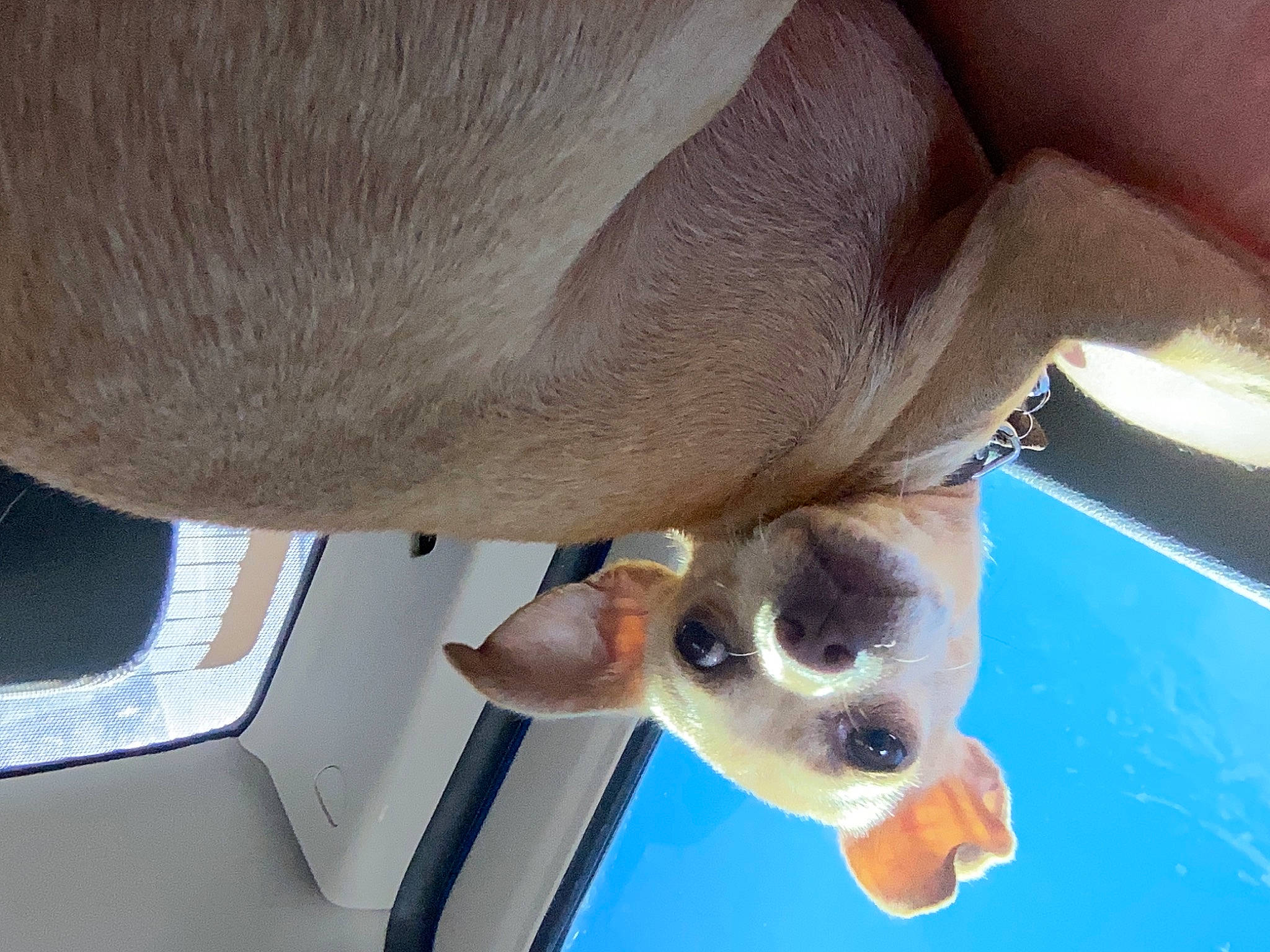 Hermione is registered to the contest to win money with this photo: canidae, carnivore, comfort, companion_dog, dog, dog_breed, eyewear, fawn, snout, sporting_group, sunglasses, terrestrial_animal, window, working_animal