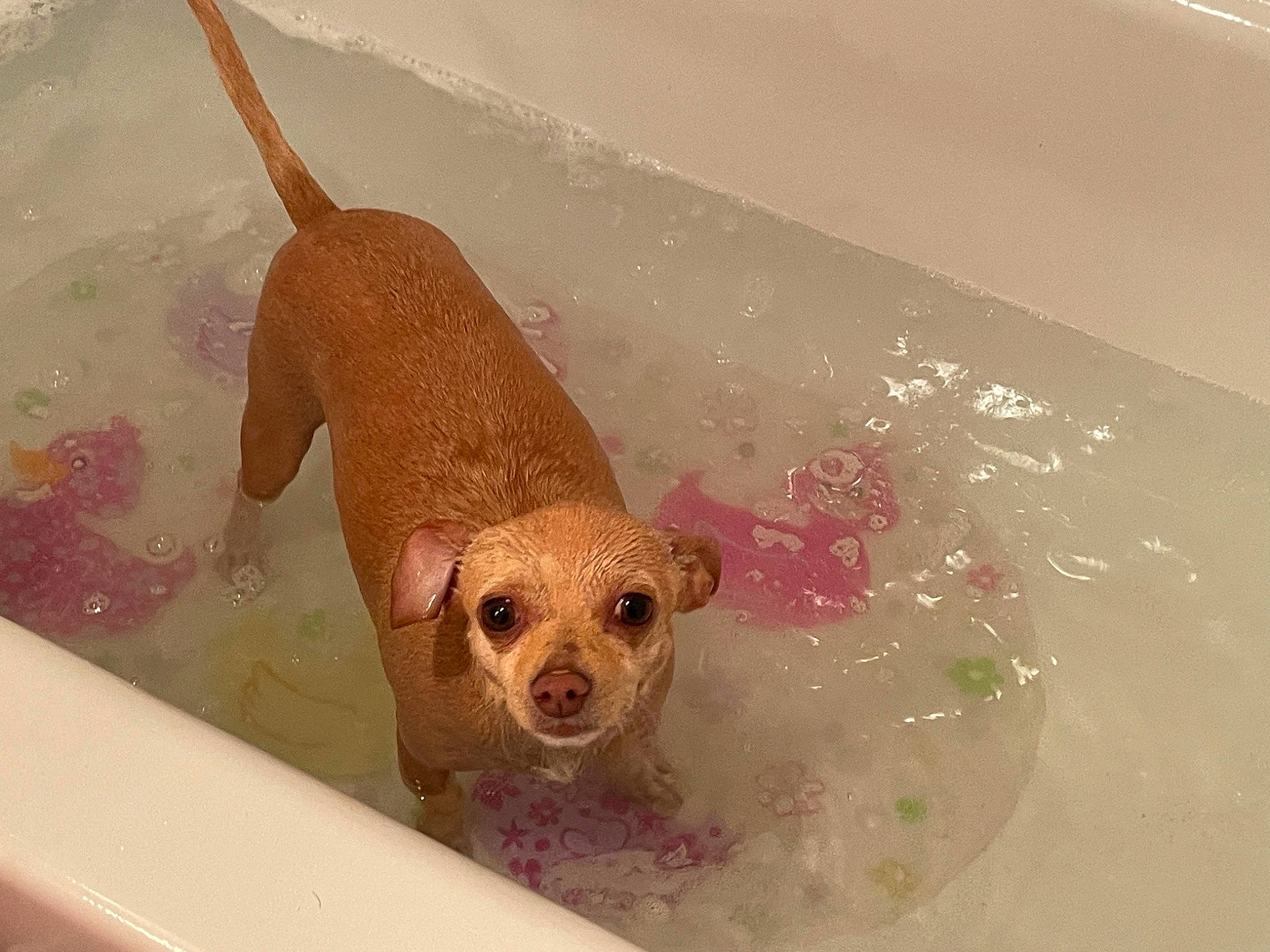 Hermione is registered to the contest to win money with this photo: animal_feed, bathing, bathroom, bathtub, canidae, carnivore, companion_dog, dog, dog_breed, dog_food, fawn, fluid, liver, pet_supply, snout, sporting_group, tail, terrestrial_animal, toy_dog, working_animal