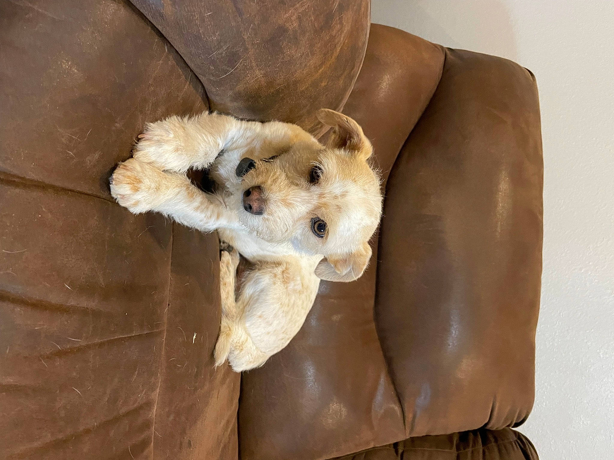 Cowboy joined the competition — help win amazing prizes! bag, comfort, companion_dog, couch, dog_breed, drum, fawn, felidae, fur, linens, paw, plush, room, small_to_medium_sized_cats, stuffed_toy, tail, teddy_bear, toy, whiskers, wood