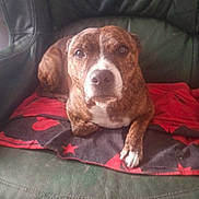 Chanel participe au concours pour gagner de l'argent avec cette photo : dog, brindle, couch, leather, blanket, red, black, star_pattern, pet, animal, indoor, resting, looking_at_camera, front_paws, snout, ears, fur, companion, relaxed, loyal