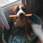 Baloo a rejoint le concours — aidez-le/la à gagner de superbes lots ! dog, pet_bed, toy, indoor, window, curtain, floor, wood_floor, chewing, brown_dog, white_markings, animal, domestic_animal, resting, playful, home, cozy, snowman_decoration, natural_light, curtains