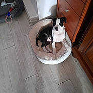 Bagheera Et Tina a rejoint le concours — aidez-le/la à gagner de superbes lots ! dog, pet_bed, wooden_floor, toy, rope_toy, blue_toy, black_and_white_dog, indoor, cabinet, furniture, flooring, dog_toy, relaxed, canine, home, comfort, animal, pet, resting, domestic