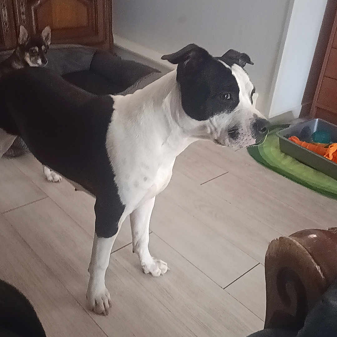 Bagheera Et Tina a rejoint le concours — aidez-le/la à gagner de superbes lots ! dog, cat, indoor, wooden_cabinet, floor, pet_bed, pet_toys, curious_cat, black_and_white_dog, alert_dog, home_interior, floor_tiles, corner, furniture, pet, animal, domestic, living_room, pet_accessories, curiosity