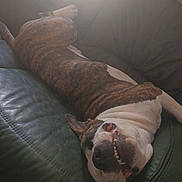 Angelo a rejoint le concours — aidez-le/la à gagner de superbes lots ! dog, brindle, white, couch, leather, indoor, relaxed, lying_down, pet, canine, smiling, teeth, tongue, upside_down, cozy, sunlight, shadow, fur, animal, comfortable