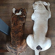 Kayson a rejoint le concours — aidez-le/la à gagner de superbes lots ! dog, dogs, brindle_dog, white_dog, wooden_floor, flooring, lying_down, pets, animal, indoor, home, resting, tail, fur, canine, two_animals, companion, relaxing, top_view, paw