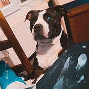 Naya a rejoint le concours — aidez-le/la à gagner de superbes lots ! dog, indoor, window, person, hand, clothing, paint_stains, chair, table, home, curious, black_and_white, pet, furniture, casual, domestic, animal, companion, attention, timestamp