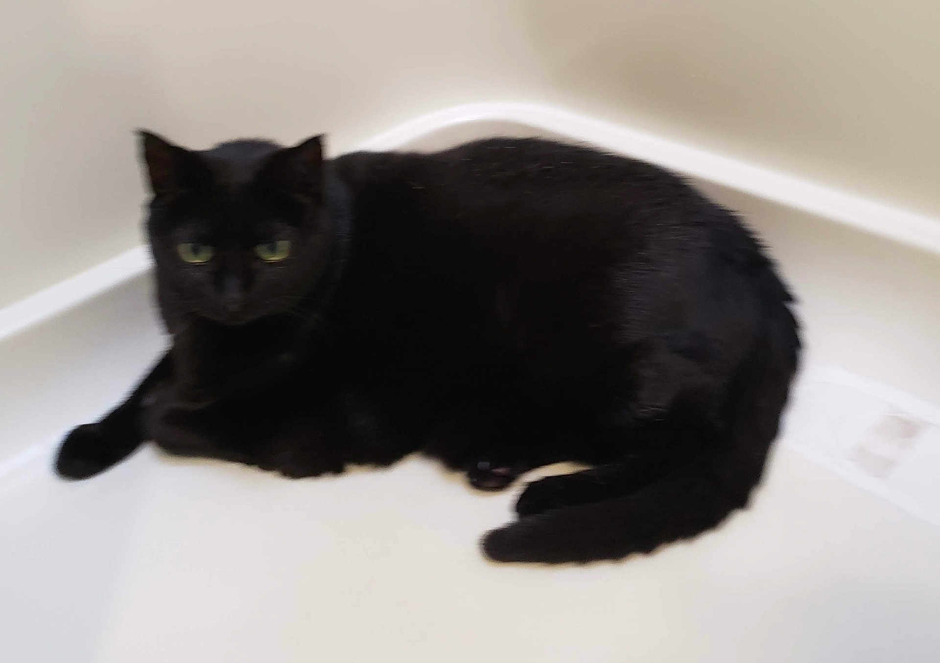 Mischiff is registered to the contest to win money with this photo: animal, bathing, bathtub, blackcat, cat, manx, person, pet, tub