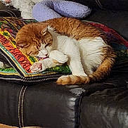 Walter joined the competition — help win amazing prizes! cat, orange_cat, white_cat, sleeping, resting, curled_up, pet, animal, sofa, couch, blanket, colorful_blanket, plush_toy, indoor, home, cozy, relaxed, furry, whiskers, portrait