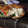 cat, orange_cat, white_cat, sleeping, resting, curled_up, pet, animal, sofa, couch, blanket, colorful_blanket, plush_toy, indoor, home, cozy, relaxed, furry, whiskers, portrait