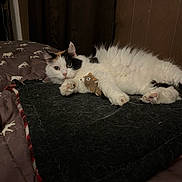Miss Pretty joined the competition — help win amazing prizes! animal, bed, bedspread, blanket, calico, cat, comfort, cozy, cute, feline, fluffy, fur, indoor, lying_down, patterned, pet, plush_mouse, resting, sleepy, toy