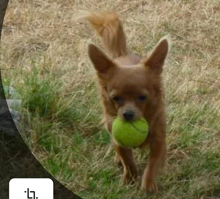 Julie participe au concours pour gagner de l'argent avec cette photo : canidae, carnivore, chihuahua, companion_dog, dog, dog_breed, fawn, grass, mammal, norwich_terrier, pomeranian, snout, sporting_group, terrier, toy_dog, vertebrate