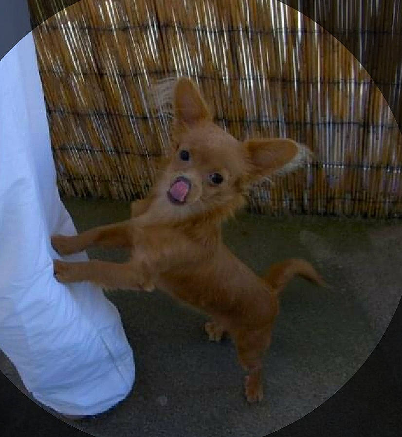 Julie participe au concours pour gagner de l'argent avec cette photo : canidae, carnivore, chihuahua, companion_dog, dog, dog_breed, fawn, mammal, pomeranian, portuguese_podengo, puppy, russkiy_toy, toy_dog, vertebrate