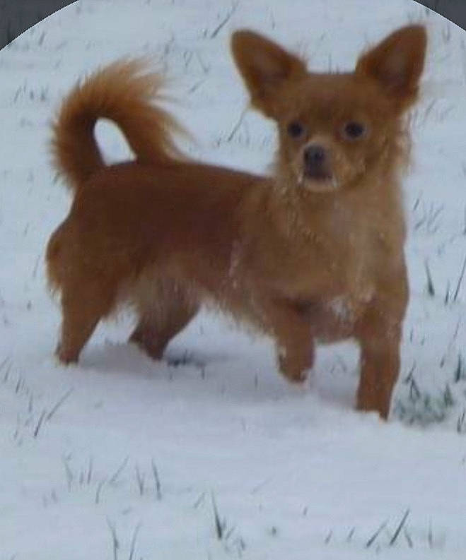 Julie participe au concours pour gagner de l'argent avec cette photo : ancient_dog_breeds, canidae, carnivore, chihuahua, companion_dog, dog, dog_breed, fawn, mammal, norwich_terrier, portuguese_podengo, puppy, rare_breed_dog, russkiy_toy, snout, sporting_group, toy_dog, vertebrate