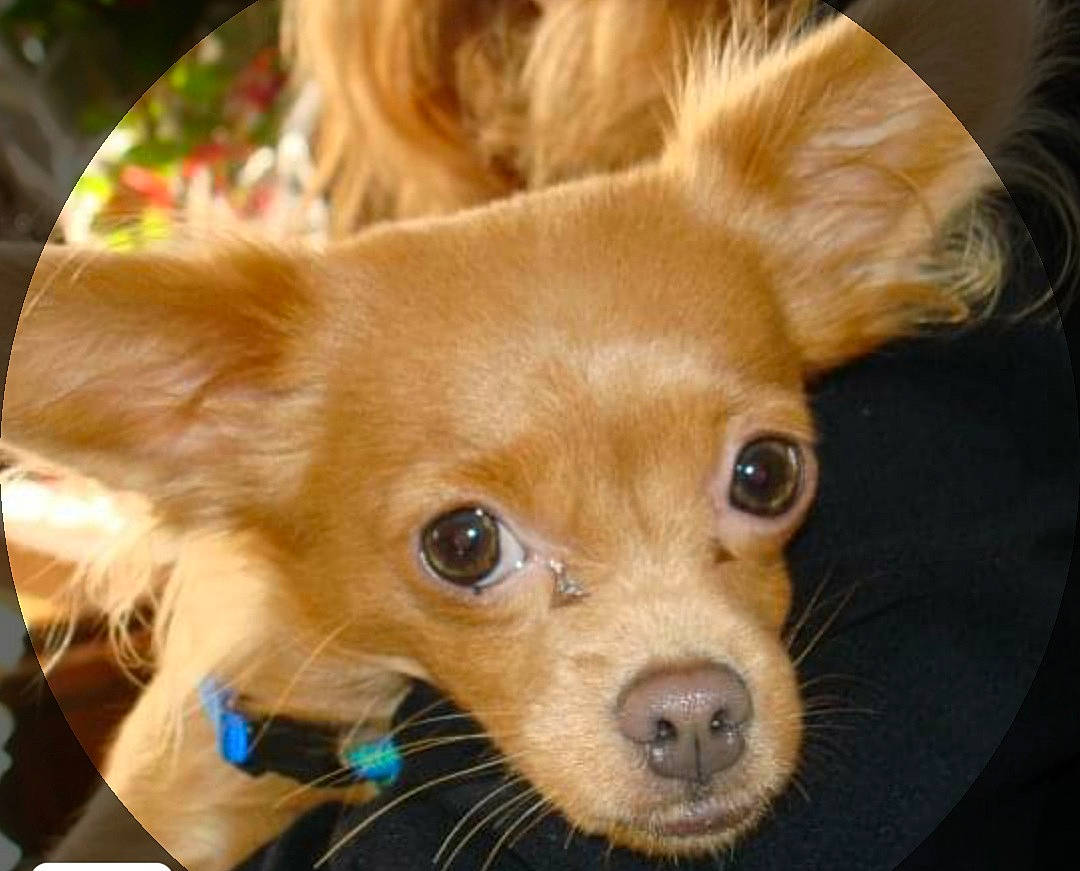 Julie participe au concours pour gagner de l'argent avec cette photo : canidae, carnivore, chihuahua, companion_dog, dog, dog_breed, ear, fawn, mammal, nose, puppy, russkiy_toy, snout, sporting_group, toy_dog, vertebrate, whiskers