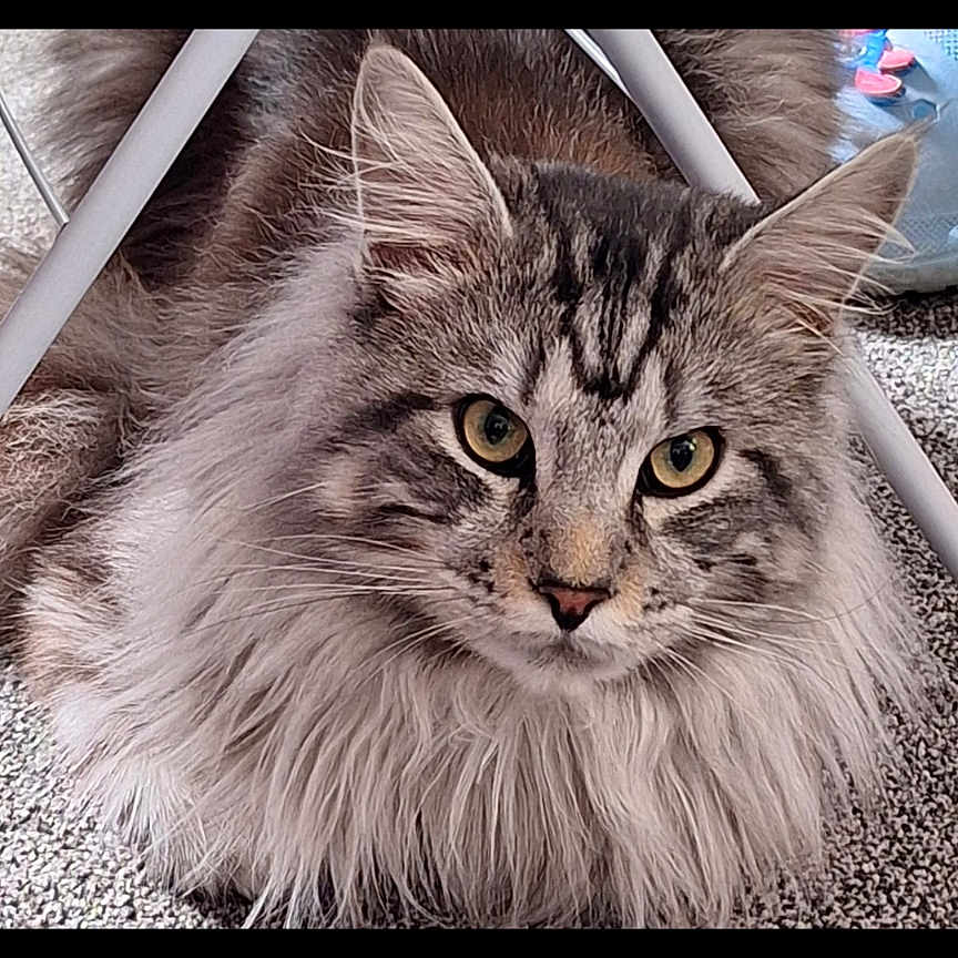 Stormy joined the competition — help win amazing prizes! abyssinian, angora, animal, art, cat, collage, couch, face, furniture, hardwood, head, indoors, interiordesign, kitten, manx, person, pet, photography, portrait, wood