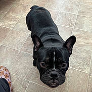 Cody is registered to the contest to win money with this photo: animal, black_dog, companion, curious, dog, ears_up, flooring, footwear, french_bulldog, home, indoor, looking_up, mouth, pattern, paw, pet, slipper, snout, tile_floor, whiskers