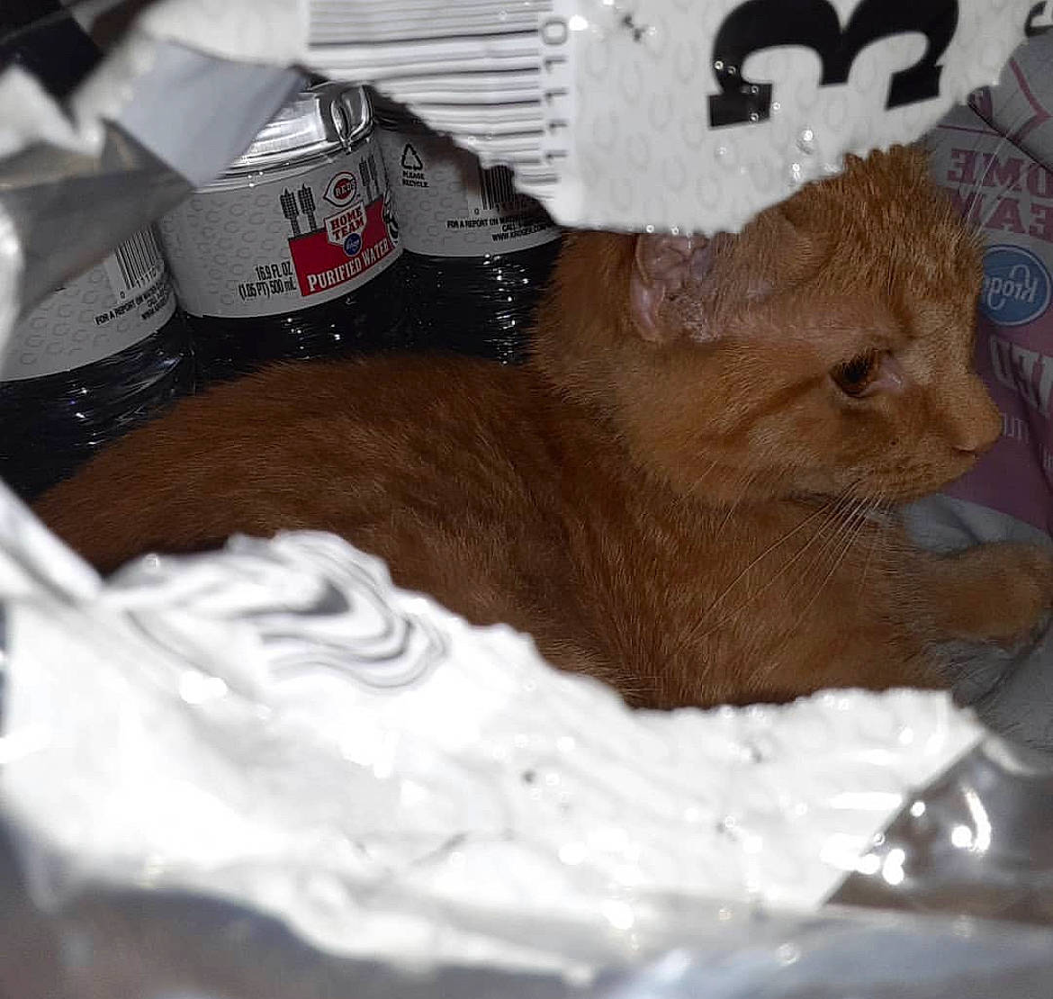 Libra joined the competition — help win amazing prizes! cake, carnivore, cat, comfort_food, dessert, dish, domestic_short_haired_cat, fawn, felidae, fur, ingredient, linens, paper, recipe, small_to_medium_sized_cats, sweetness, tail, whiskers, wood, wool