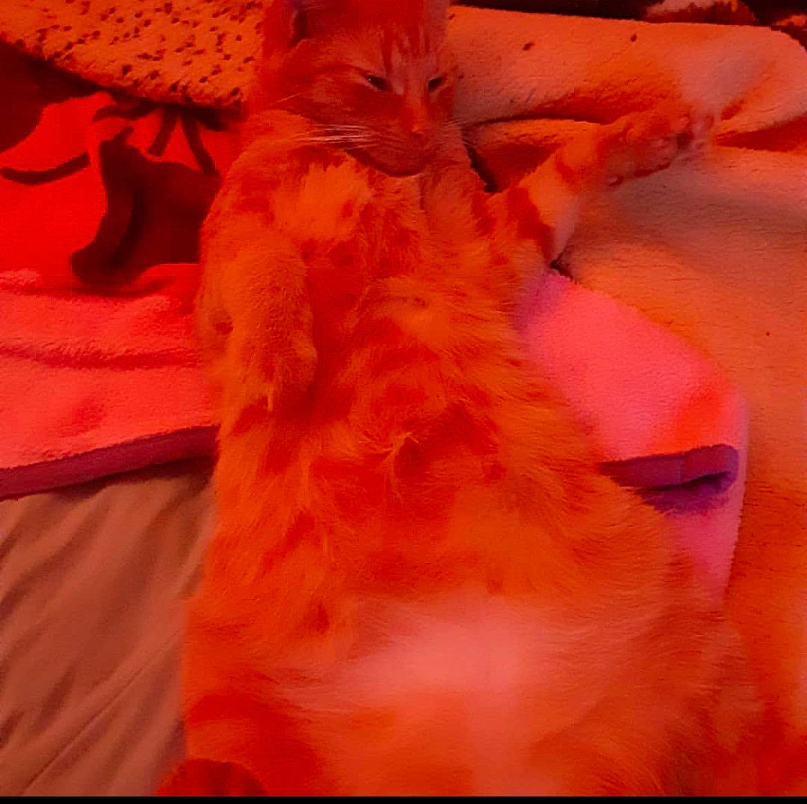 Libra is registered to the contest to win money with this photo: canidae, carnivore, cat, claw, comfort, fawn, felidae, fur, human_leg, linens, magenta, orange, paw, peach, pink, room, small_to_medium_sized_cats, snout, tail, whiskers