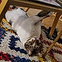 Lemmy a rejoint le concours — aidez-le/la à gagner de superbes lots ! cat, indoor, carpet, colorful, table, wooden, pet, animal, curious, upside_down, floor, feline, home, cute, relaxed, tabby, white, pattern, cozy, looking