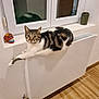 cat, tabby_cat, indoor, radiator, window, raindrops, decorative_skull, curious, stretching, white_wall, floor, tile_floor, pet, animal, feline, domestic_cat, cozy, household, looking, paw