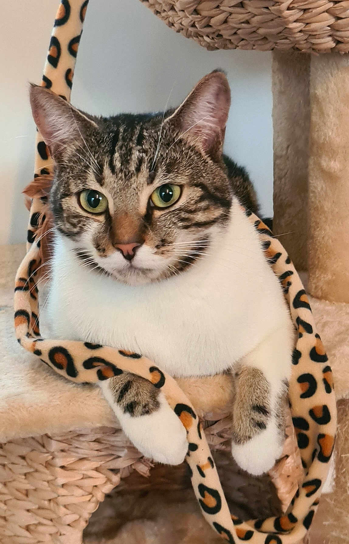 Lemmy participe au concours pour gagner de l'argent avec cette photo : cat, tabby, white_fur, green_eyes, cat_tree, woven, leopard_print, fabric, paws, indoor, pet, animal, cute, relaxed, feline, closeup, whiskers, ear, soft, resting