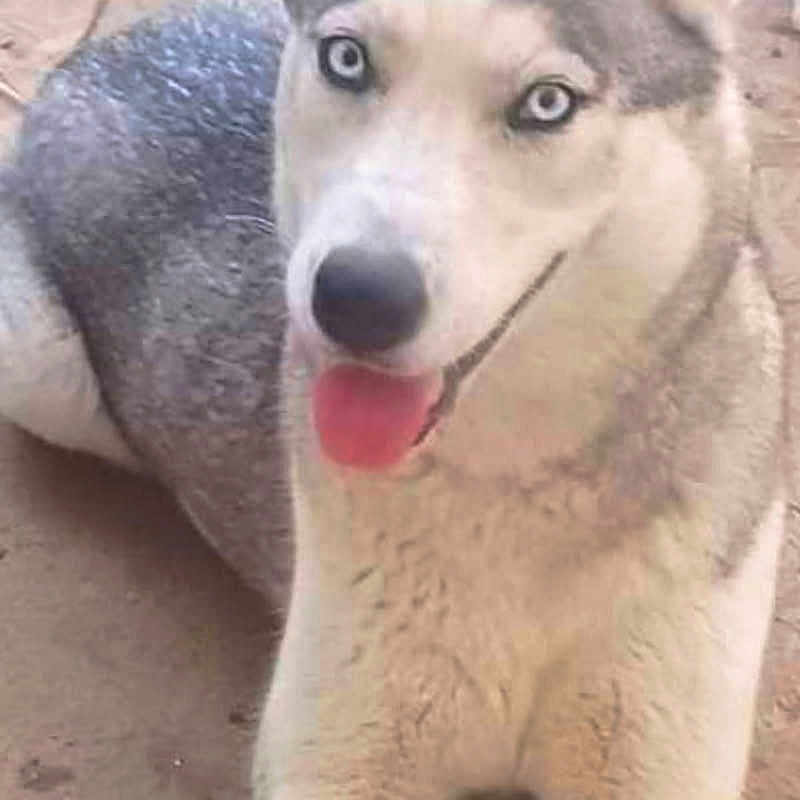 Bella participe au concours pour gagner de l'argent avec cette photo : alert, animal, blue_eyes, canine, close_up, dog, domestic_animal, ears_up, friendly, fur, laying_down, looking_at_camera, mammal, outdoor, pet, playful, siberian_husky, snout, tongue, tongue_out