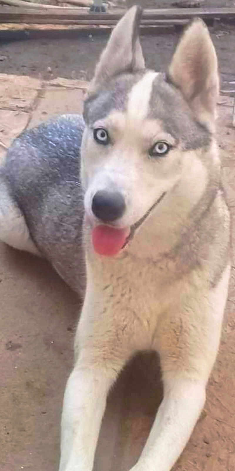 Bella participe au concours pour gagner de l'argent avec cette photo : dog, siberian_husky, blue_eyes, tongue_out, pet, animal, canine, outdoor, fur, mammal, laying_down, friendly, playful, ears_up, close_up, looking_at_camera, tongue, snout, alert, domestic_animal