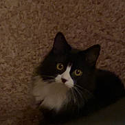 Skunk is registered to the contest to win money with this photo: cat, black_and_white, pet, animal, feline, carpet, indoor, fur, whiskers, yellow_eyes, cute, curious, paws, fluffy, mammal, looking_up, domestic_animal, soft, cozy, close_up