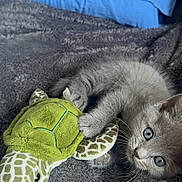 Mya a rejoint le concours — aidez-le/la à gagner de superbes lots ! kitten, gray_cat, plush_toy, green_turtle, blanket, bed, blue_pillow, cute, pet, feline, soft_texture, indoor, young_animal, resting, playful, fur, whiskers, claws, animal_toy, cozy