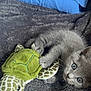 kitten, gray_cat, plush_toy, green_turtle, blanket, bed, blue_pillow, cute, pet, feline, soft_texture, indoor, young_animal, resting, playful, fur, whiskers, claws, animal_toy, cozy