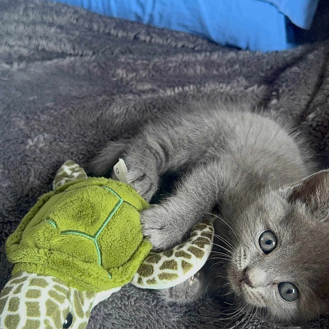 Mya a rejoint le concours — aidez-le/la à gagner de superbes lots ! animal_toy, bed, blanket, blue_pillow, claws, cozy, cute, feline, fur, gray_cat, green_turtle, indoor, kitten, pet, playful, plush_toy, resting, soft_texture, whiskers, young_animal
