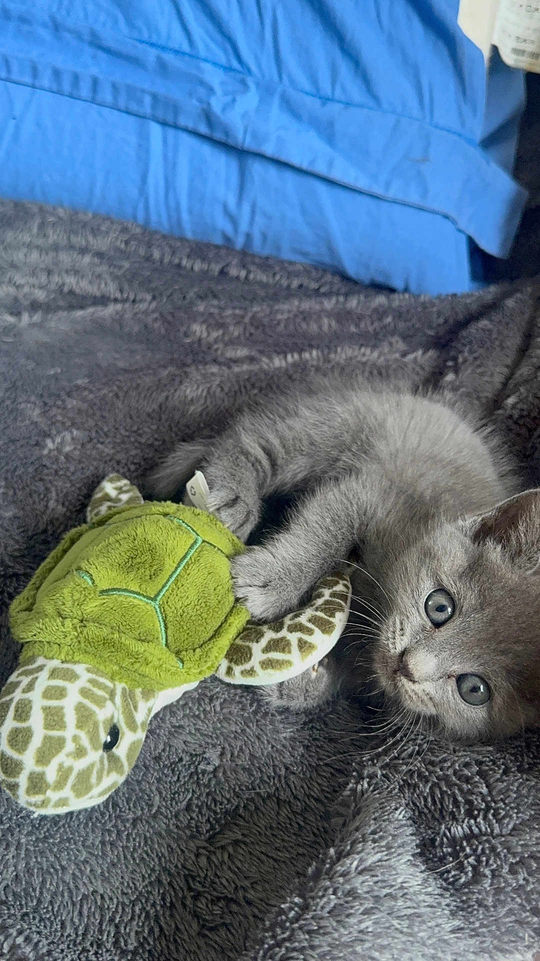 Mya a rejoint le concours — aidez-le/la à gagner de superbes lots ! kitten, gray_cat, plush_toy, green_turtle, blanket, bed, blue_pillow, cute, pet, feline, soft_texture, indoor, young_animal, resting, playful, fur, whiskers, claws, animal_toy, cozy