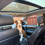 Bruno is registered to the contest to win money with this photo: animal, brown_and_white, car_interior, curious, dashboard, daylight, dog, dog_standing, fence, front_seat, indoor, leather_seats, looking_at_camera, pet, rear_vent, seat_headrest, sunroof, transportation, vehicle, window