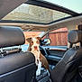 animal, brown_and_white, car_interior, curious, dashboard, daylight, dog, dog_standing, fence, front_seat, indoor, leather_seats, looking_at_camera, pet, rear_vent, seat_headrest, sunroof, transportation, vehicle, window