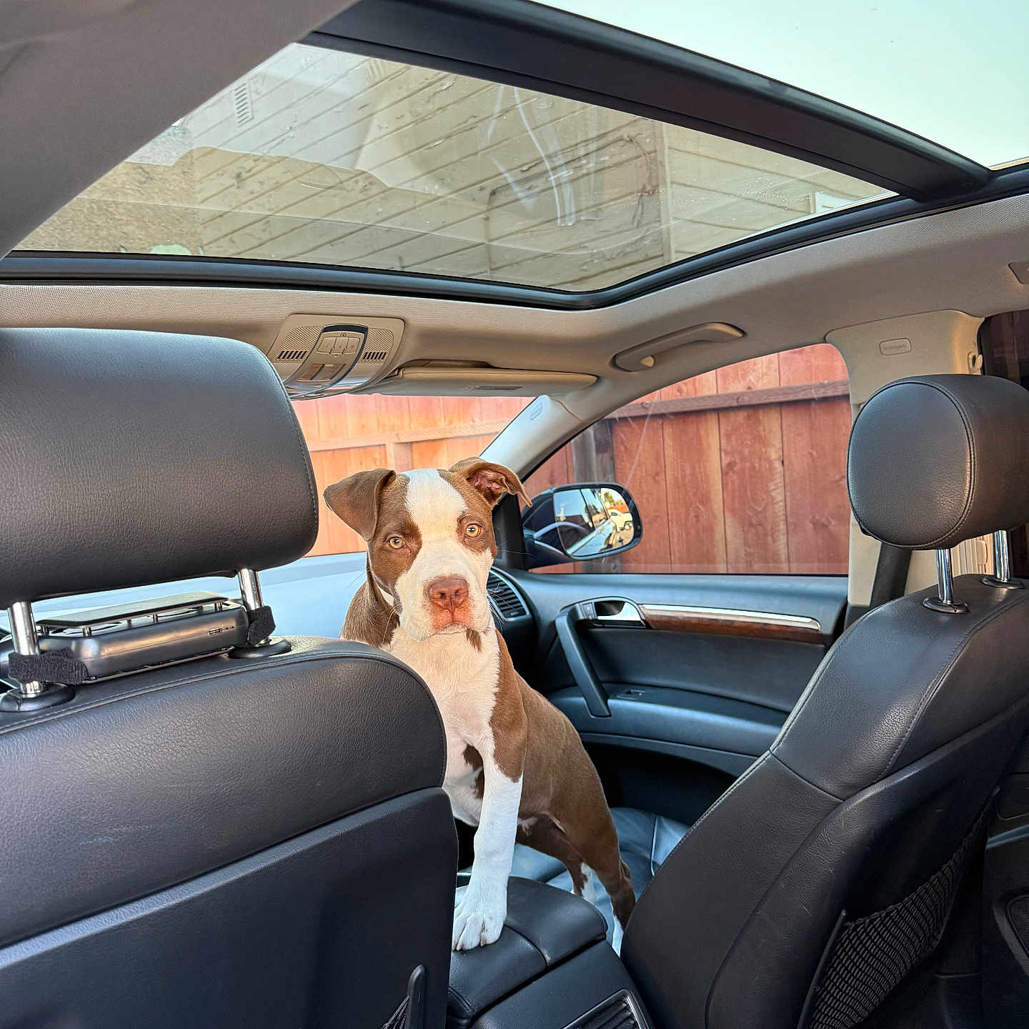 Bruno is registered to the contest to win money with this photo: animal, brown_and_white, car_interior, curious, dashboard, daylight, dog, dog_standing, fence, front_seat, indoor, leather_seats, looking_at_camera, pet, rear_vent, seat_headrest, sunroof, transportation, vehicle, window