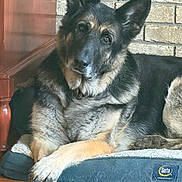 Cash Beckett joined the competition — help win amazing prizes! dog, german_shepherd, pet, animal, indoor, dog_bed, crossed_paws, fur, ears, face, brown, black, brick_wall, wooden_furniture, floor, carpet, relaxed, lying_down, domestic, companion