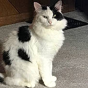 Uncle Dad Beckett joined the competition — help win amazing prizes! cat, white_cat, black_patches, fluffy_fur, sitting, indoor, carpet, feline, pet, animal, looking_away, calm, fur, ears, whiskers, tail, domestic_cat, house, furniture, vent