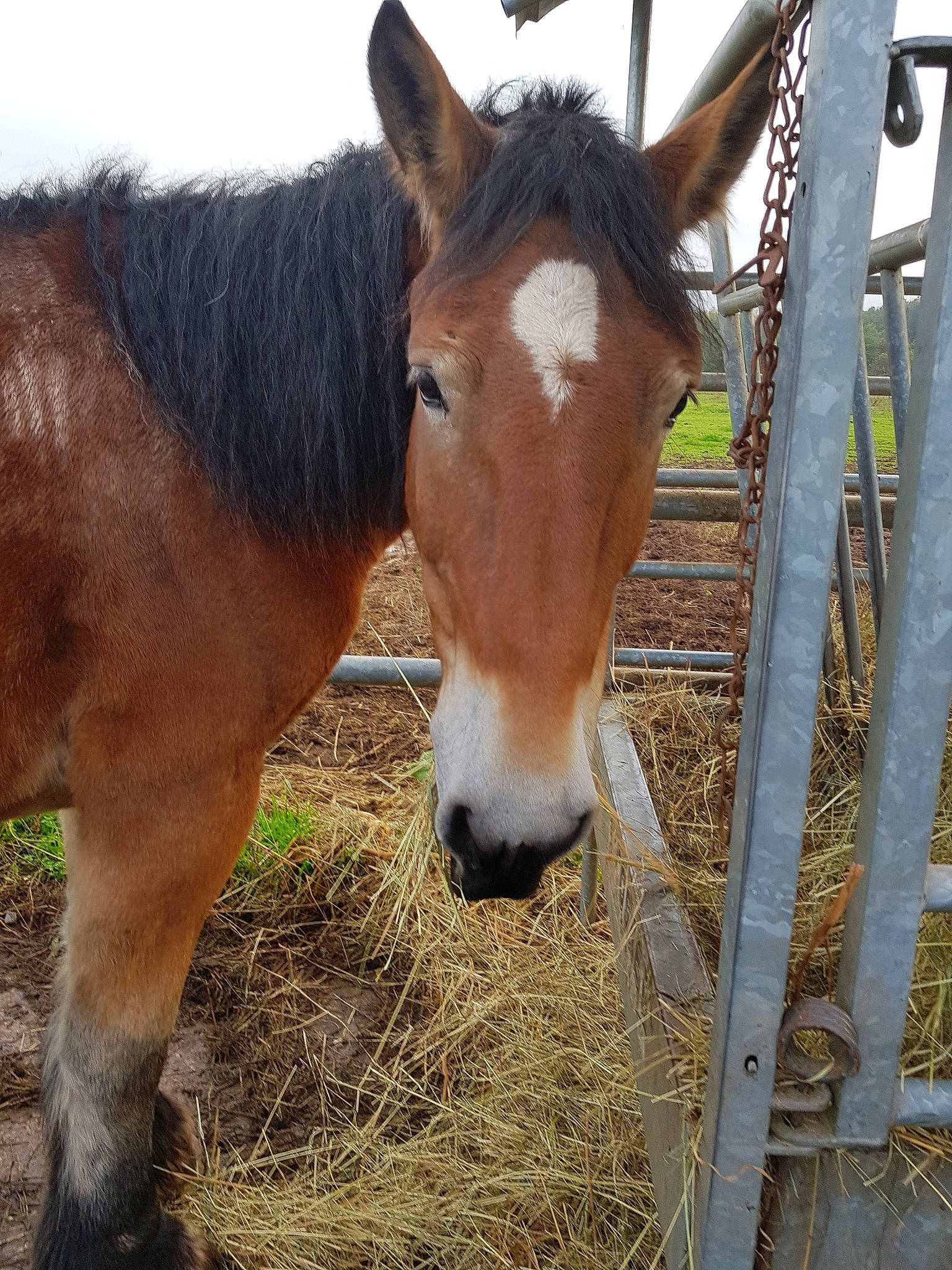 Doly-elsa a rejoint le concours — aidez-le/la à gagner de superbes lots ! burro, colt, foal, hay, horse, liver, livestock, mammal, mane, mare, mustang_horse, nose, pack_animal, snout, sorrel, stallion, vertebrate, wildlife
